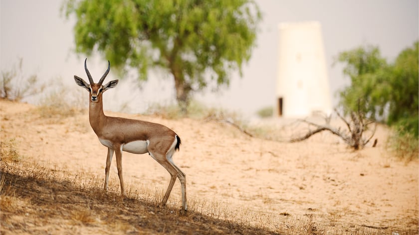 The Ritz Carlton Ras Al Khaimah Al Wadi Desert Stunning Wildlife